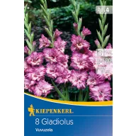   Virághagyma Kardvirág (Gladiolus) Vuvuzela (bíborlila-rózsaszín) Kiepenkerl 8 db