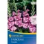 Virághagyma Kardvirág (Gladiolus) Vuvuzela (bíborlila-rózsaszín) Kiepenkerl 8 db