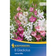   Virághagyma Mini kardvirág Gladiolus Nanus-Mix Kiepenkerl 8 db