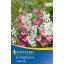 Virághagyma Mini kardvirág Gladiolus Nanus-Mix Kiepenkerl 8 db
