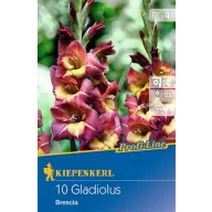   Virághagyma Kardvirág (Gladiolus) Brescia (bordó-sárga ) Kiepenkerl 10 db