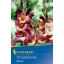 Bulb Gladiolus Brescia (burgundy-yellow) Kiepenkerl 10 pcs