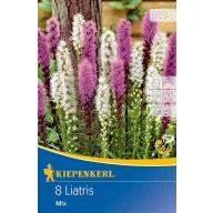 Flower bulbs Willow bulb (Liatris) Kiepenkerl 8 pcs