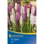 Flower bulbs Willow bulb (Liatris) Kiepenkerl 8 pcs