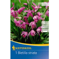   Flowering Bulb Jacintorchidea (Bletilla striata) (pink) Kiepenkerl 1 pc