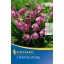 Flowering Bulb Jacintorchidea (Bletilla striata) (pink) Kiepenkerl 1 pc