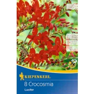   Flower bulb Willow wormwood (Crocosmia) Lucifer (red) Kiepenkerl 8 pcs