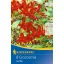 Virághagyma Füzéres sáfrányfű (Crocosmia) Lucifer (piros) Kiepenkerl 8 db