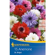   Virághagyma Szellőrózsa (Anemone) St. Brigid (teltvirágú színkeverék) Kiepenkerl 20 db