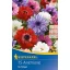 Flower bulb Anemone St. Brigid (yellow flower colour mix) Kiepenkerl 20 pcs