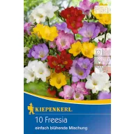   Bulb Freesia (Freesia) simple flower colour mix Kiepenkerl 10 pcs