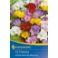 Bulb Freesia (Freesia) simple flower colour mix Kiepenkerl 10 pcs