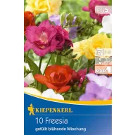   Bulb Freesia (Freesia) wildflower colour mix Kiepenkerl 10 pcs