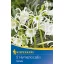 Flower bulb Spider lily (Hymenocallis) Ismene (white) Kiepenkerl 2 pcs
