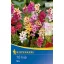 Bulb Ixia colour mix Kiepenkerl 10 pcs