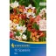 Bulbs Sparaxis (Gypsy Flower) tricolor Kiepenkerl 10 pcs