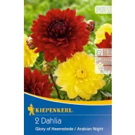   Bulb Dahlia duet Glorie of Heemst & Arabian Night (yellow-red) Kiepenkerl 2 pcs