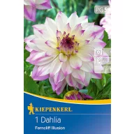   Flower bulb Dahlia Ferncliff Illusion (white-purple-yellow) Kiepenkerl 1 pc