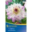 Flower bulb Dahlia Ferncliff Illusion (white-purple-yellow) Kiepenkerl 1 pc