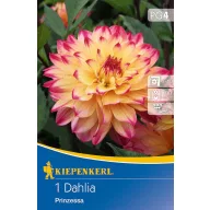 Flower bulb Dahlia Prinzessa (yellow-pink) Kiepenkerl 1 pc