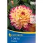 Flower bulb Dahlia Prinzessa (yellow-pink) Kiepenkerl 1 pc