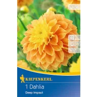 Bulb Dahlia Deep Impact (sunny yellow) Kiepenkerl 1 pc