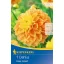Bulb Dahlia Deep Impact (sunny yellow) Kiepenkerl 1 pc