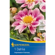 Flower bulb Dahlia Impression Famoso (pink) Kiepenkerl 1 pc