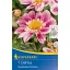 Flower bulb Dahlia Impression Famoso (pink) Kiepenkerl 1 pc