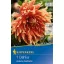 Flower bulb Dahlia Autumn Sunburst (red-yellow-orange) Kiepenkerl 1 pc