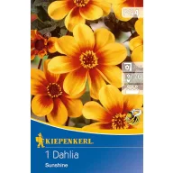 Flower bulb Dahlia Sunshine (yellow-orange) Kiepenkerl 1 pc