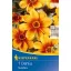 Flower bulb Dahlia Sunshine (yellow-orange) Kiepenkerl 1 pc
