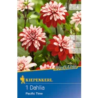 Bulb Dahlia Pacific Time (red-white) Kiepenkerl 1 pc