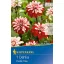 Bulb Dahlia Pacific Time (red-white) Kiepenkerl 1 pc
