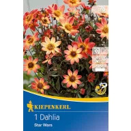 Bulb Dahlia Star Wars (yellow-orange) Kiepenkerl 1 pc
