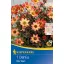 Bulb Dahlia Star Wars (yellow-orange) Kiepenkerl 1 pc