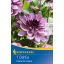 Bulb Dahlia Creme de Cassis (purple) Kiepenkerl 1 pc
