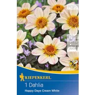 Bulb Dahlia Happy Days Cream White (cream) Kiepenkerl 1 pc