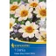 Bulb Dahlia Happy Days Cream White (cream) Kiepenkerl 1 pc