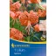 Flower bulb Tiger lily Tigerlilie (orange) Kiepenkerl 1 pc