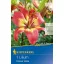 Flower bulb Lily Forever Linda (coral-yellow) Kiepenkerl 1 pc