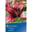 Flower bulb Lily Purple Eye (pink-burgundy) Kiepenkerl 1 pc