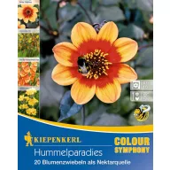 Bulbs Bumblebee tomatoes Kiepenkerl 20 pcs