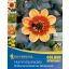 Bulbs Bumblebee tomatoes Kiepenkerl 20 pcs