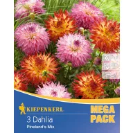   Dahlia bulb with fringes Pineland's Mix Kiepenkerl 3 pcs