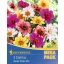 Bulb Dahlia Bedding Dahlia Happy Single Mix Kiepenkerl 3 pcs