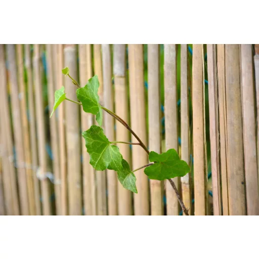 Hasított bambuszfonat Bamboocane 2x5m