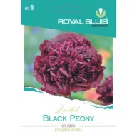 Pipacs Black Peony 0,08g Royal Sluis