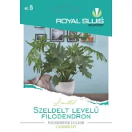 Szeldelt levelű filodendron 16 szem Royal Sluis