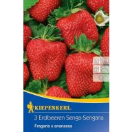 Földieper Senga-Sengana (rizóma) Kiepenkerl 3 db tő